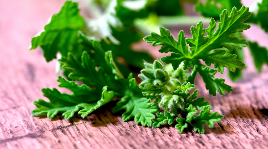 ハトが嫌いな匂いや習性を利用する ヤマテック株式会社 アメリカン住宅 デザイーナーズ住宅 古民家再生